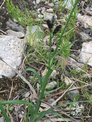 Carex podocarpa