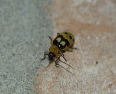 Paranapiacaba connexa