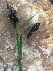 Carex podocarpa