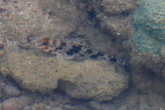 Yongeichthys nebulosus