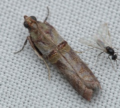 Hypargyria metalliferella