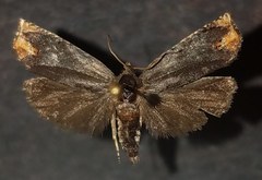Hystrichophora decorosa