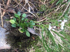 Cardamine bellidifolia