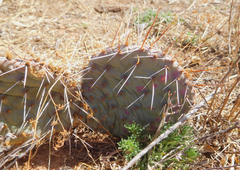 Opuntia cymochila