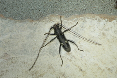Eburia ovicollis