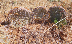 Opuntia cymochila