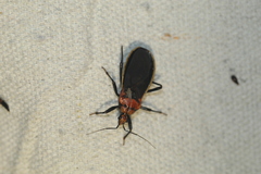 Rhiginia cinctiventris