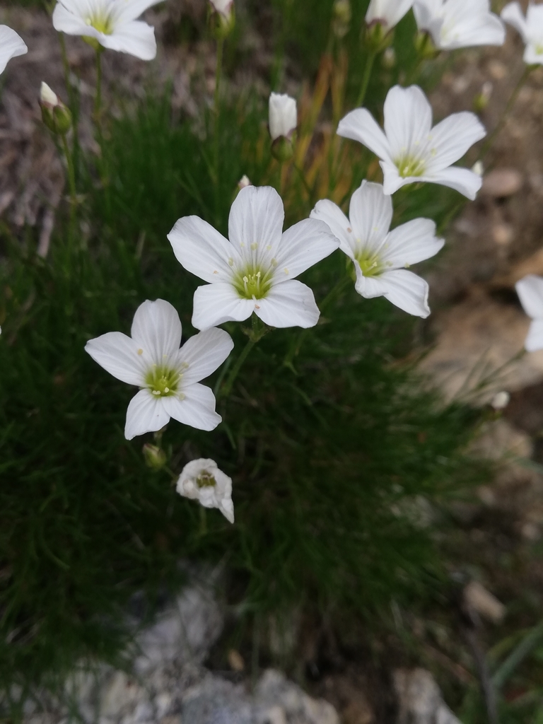 Eremogone meyeri