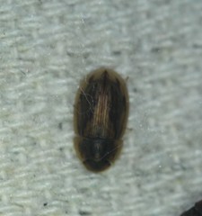 Helobata larvalis