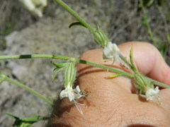 Silene dichotoma
