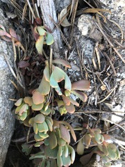 Sedum obtusatum