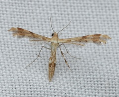 Trichoptilus ceramodes