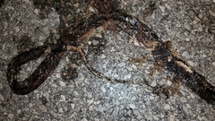 Masticophis flagellum flagellum