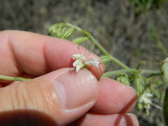 Silene dichotoma