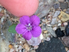 Phacelia calthifolia