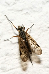 Rhagio scolopaceus