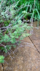 Origanum onites