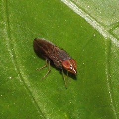 Cephaloconus tenebrosus