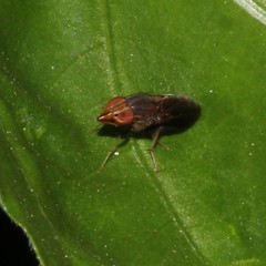 Cephaloconus tenebrosus