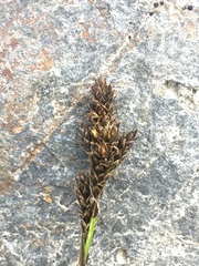 Carex lachenalii