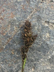 Carex lachenalii