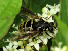 Temnostoma excentrica