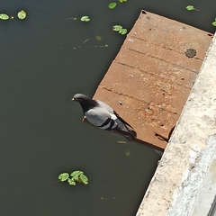 Columba livia domestica