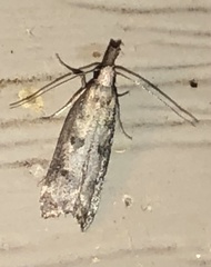Dichomeris inversella