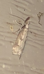 Dichomeris inversella