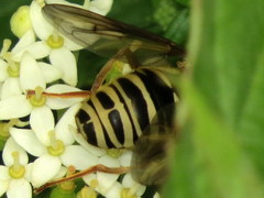 Temnostoma excentrica