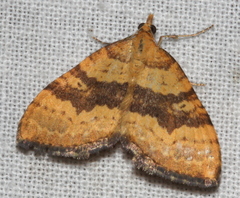 Chrysolarentia correlata