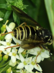 Temnostoma excentrica