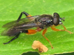 Chalcosyrphus vecors