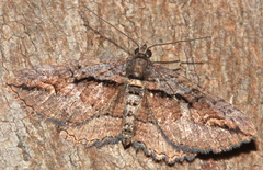 Chrysolarentia plagiocausta