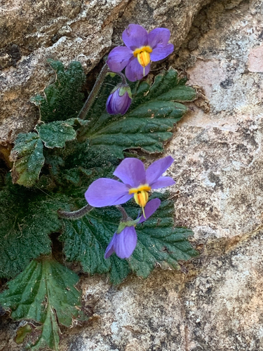 Pyrenean Violet