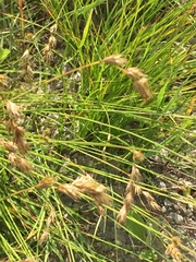 Carex praticola