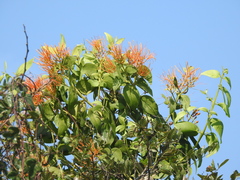 Psittacanthus schiedeanus