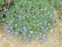 Lupinus depressus