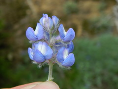 Lupinus depressus