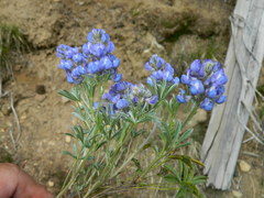 Lupinus depressus
