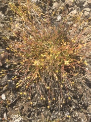 Sabulina dawsonensis