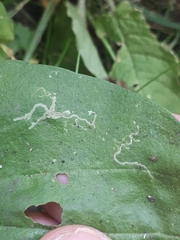 Phytomyza plantaginis