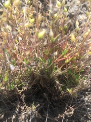 Sabulina dawsonensis