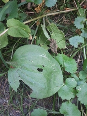 Phytomyza plantaginis