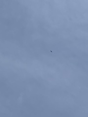 Haliaeetus albicilla