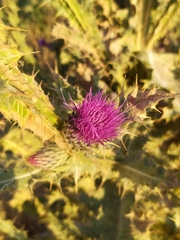 Carduinae