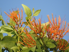 Psittacanthus schiedeanus