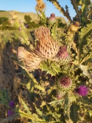 Carduinae