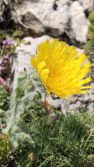 Hieracium villosum