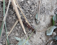 Coleonyx mitratus